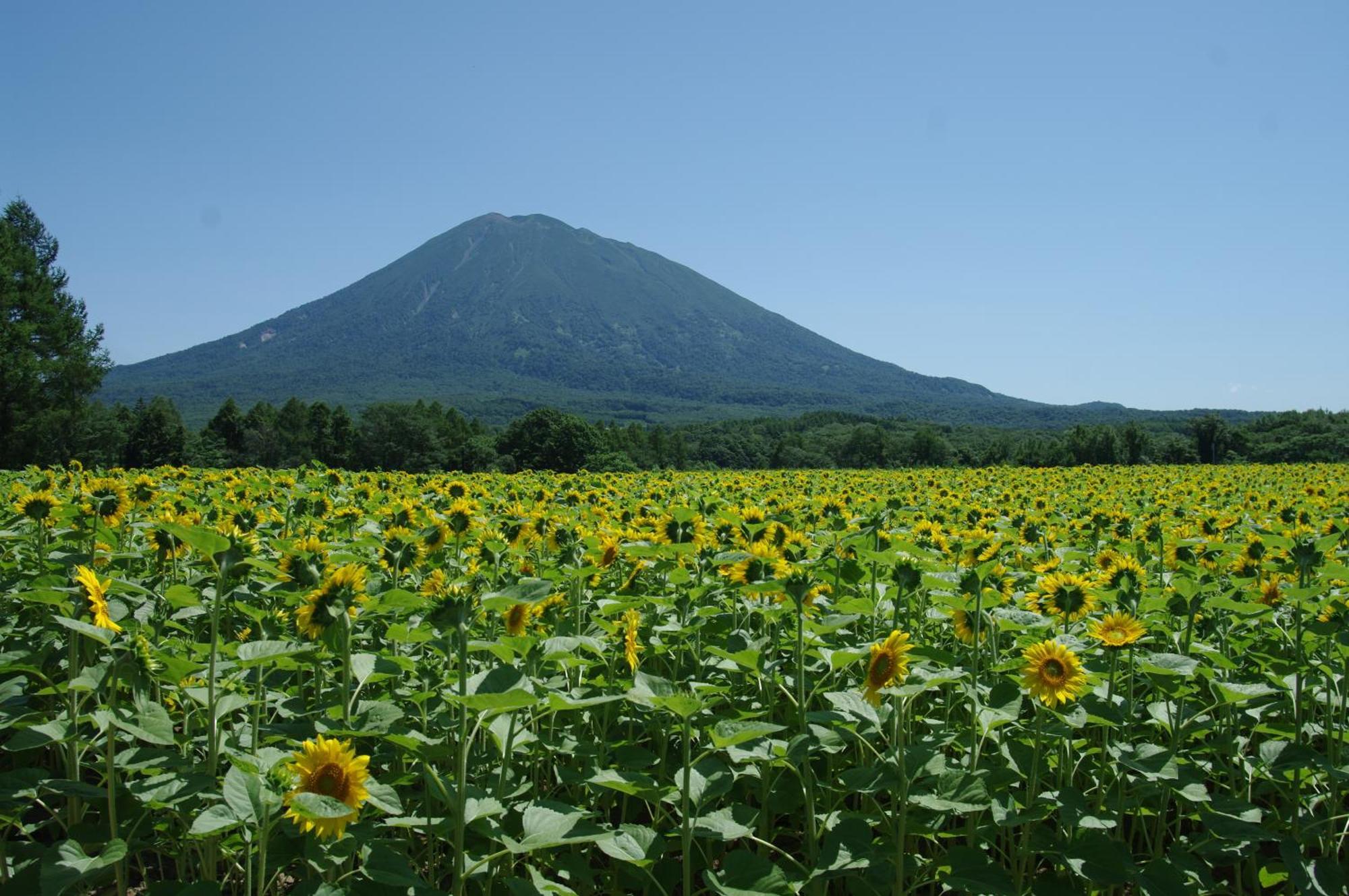 Niseko Izumikyo Villa Kutchan Exterior foto